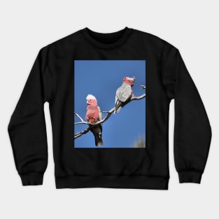 Australian Galahs at Yourambulla Crewneck Sweatshirt